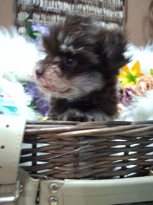 Kc registered usa miniature schnauzers - Image 9 of 9