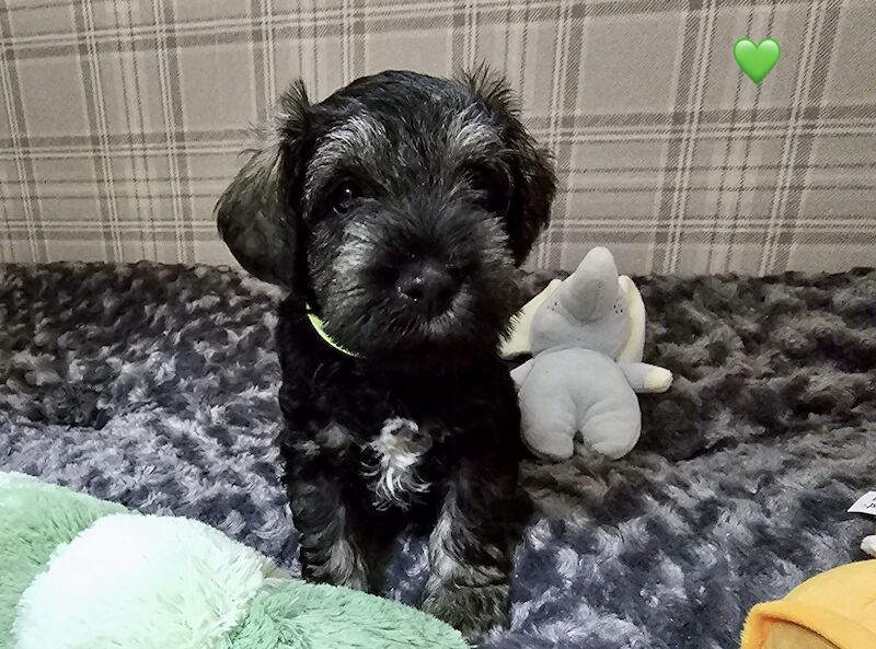 Meet Our Adorable Miniature Schnauzers Puppies! for sale in Guildford, Surrey