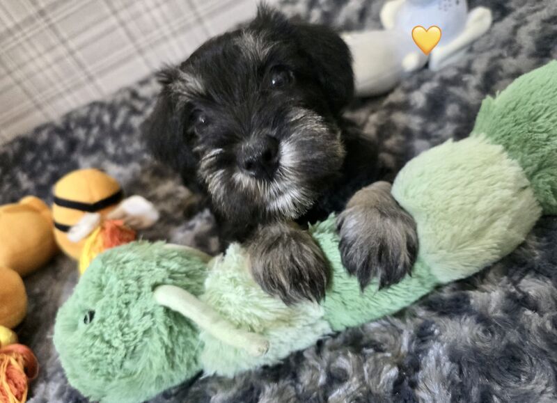 Meet Our Adorable Miniature Schnauzers Puppies! for sale in Guildford, Surrey | Image 2