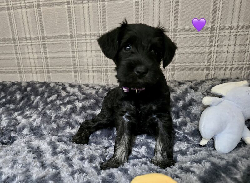 Meet Our Adorable Miniature Schnauzers Puppies! for sale in Guildford, Surrey | Image 3