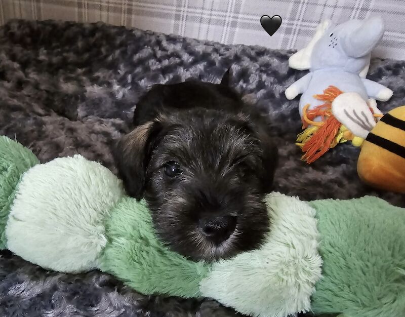 Meet Our Adorable Miniature Schnauzers Puppies! for sale in Guildford, Surrey | Image 4