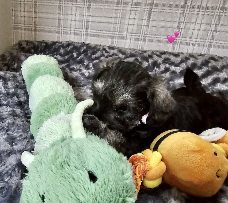 Miniature Schnauzer puppies for sale in Guildford, Surrey – 1 year old - Image 6 of 11