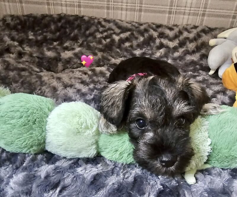 Miniature Schnauzer puppies for sale in Guildford, Surrey – 1 year old - Image 7 of 11