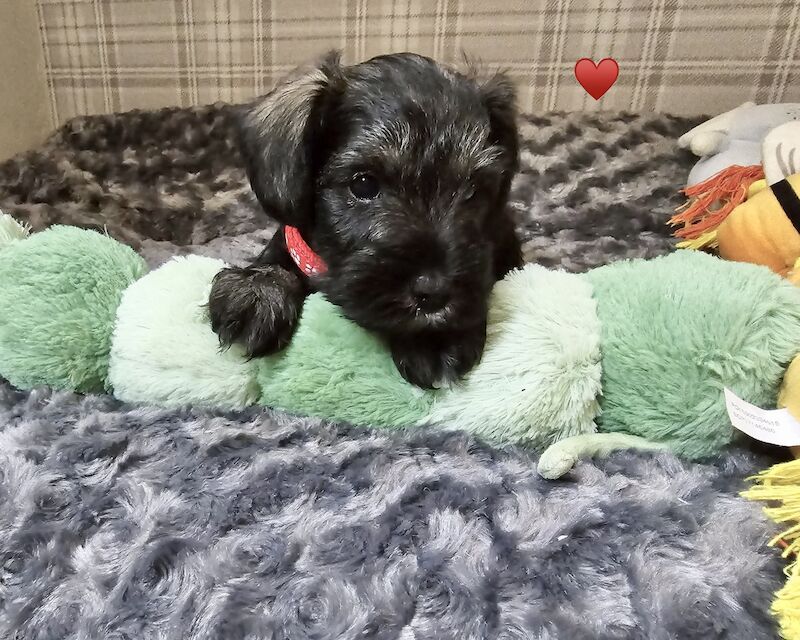 Miniature Schnauzer puppies for sale in Guildford, Surrey – 1 year old - Image 8 of 11
