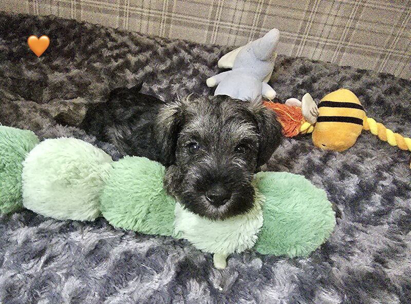 Miniature Schnauzer puppies for sale in Guildford, Surrey – 1 year old - Image 9 of 11