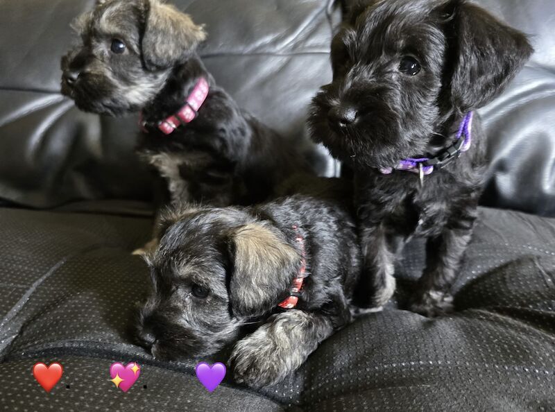Miniature Schnauzer puppies for sale in Guildford, Surrey – 1 year old - Image 10 of 11