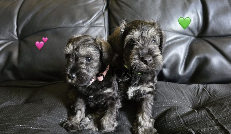 Miniature Schnauzer puppies for sale in Guildford, Surrey – 1 year old - Image 11 of 11