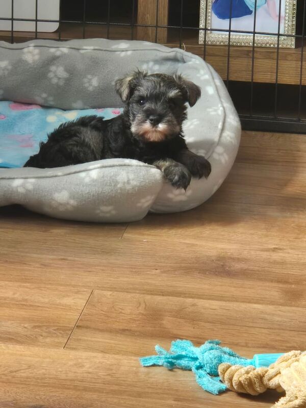Miniature Schnauzer puppies for sale in Holywood, County Down – 8 weeks old