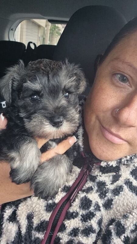 Miniature Schnauzer puppies for sale in Holywood, County Down – 8 weeks old - Image 2 of 3