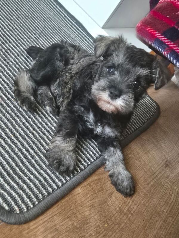 Miniature Schnauzer puppies for sale in Holywood, County Down – 8 weeks old - Image 3 of 3