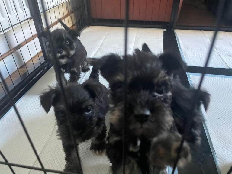 Miniature Schnauzer Puppies For Sale
