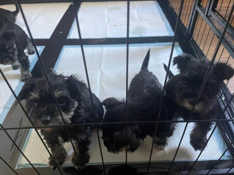 Mini Schnauzers - Image 2 of 5