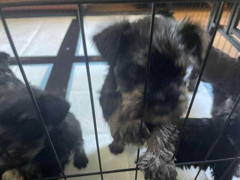 Mini Schnauzers - Image 3 of 5