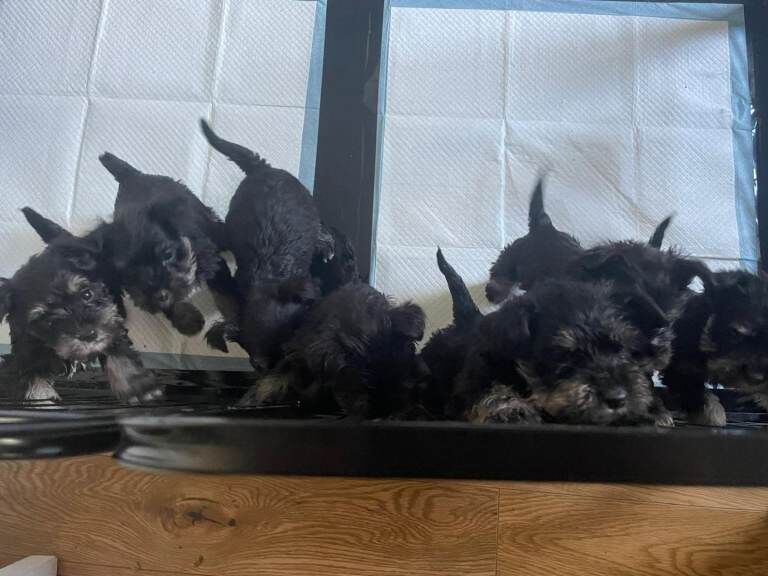 Mini Schnauzers - Image 4 of 5