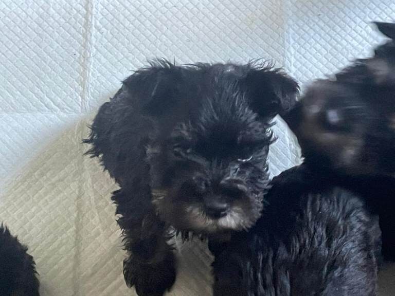 Mini Schnauzers - Image 5 of 5