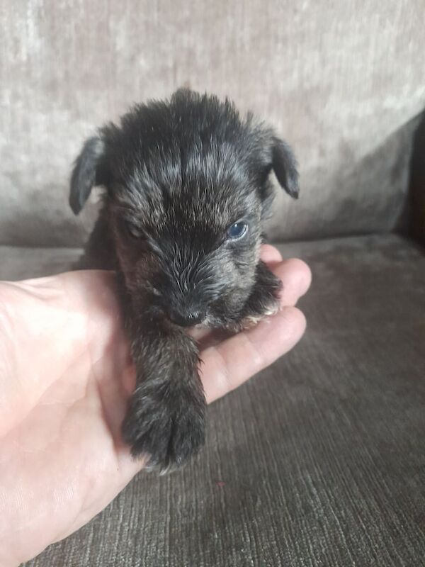 Mini Snauzer for sale in Lisburn, County Down
