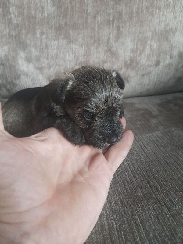 Mini Snauzer for sale in Lisburn, County Down | Image 2