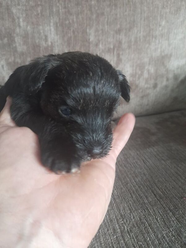 Mini Snauzer for sale in Lisburn, County Down | Image 3