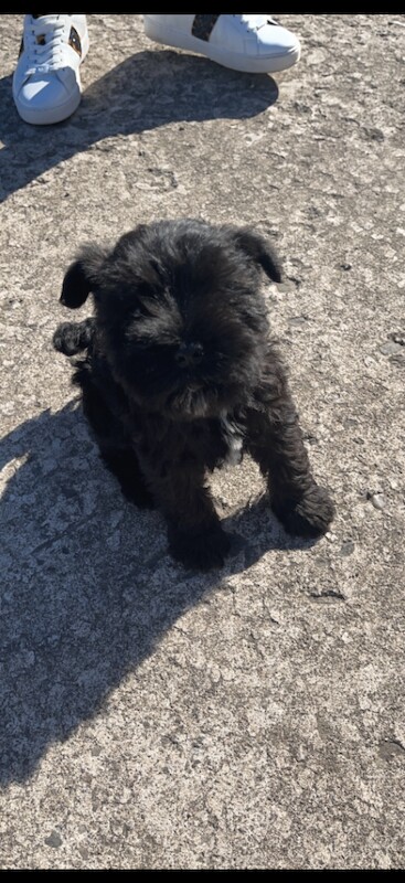 Kennel Club Registered Miniature Schnauzer Puppies For Sale