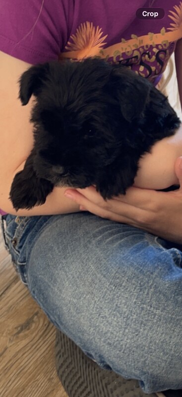 Miniature Schanuzer pup for sale - Image 2 of 2