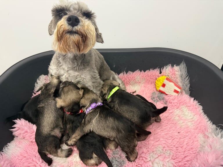 Miniature schnaughzer pups for sale in Ballynahinch, County Down