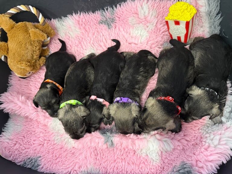 Miniature schnaughzer pups for sale in Ballynahinch, County Down | Image 2