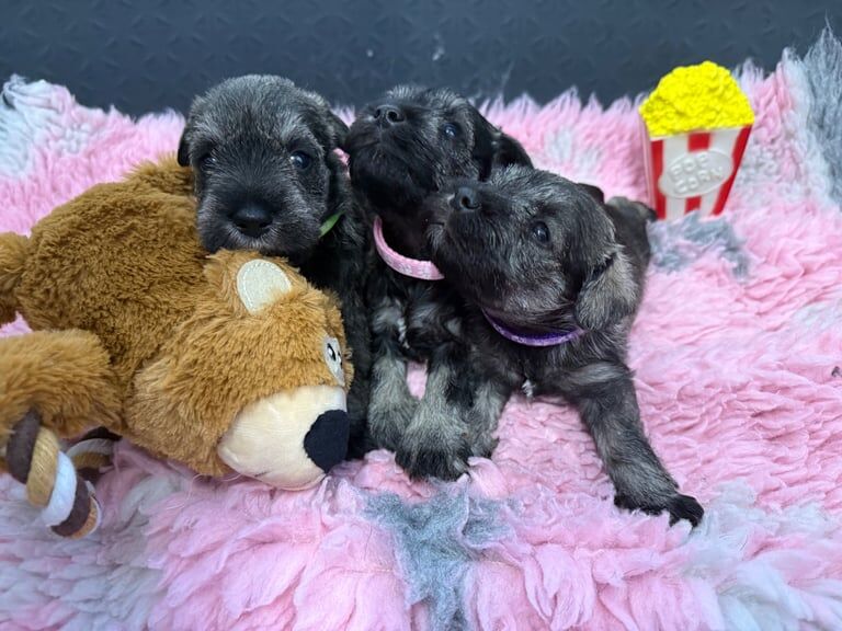 Miniature schnaughzer pups for sale in Ballynahinch, County Down | Image 3