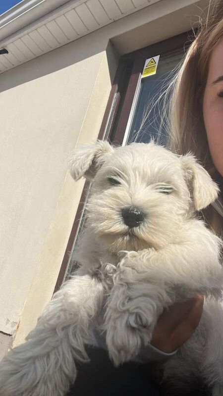 Miniature schnauzer