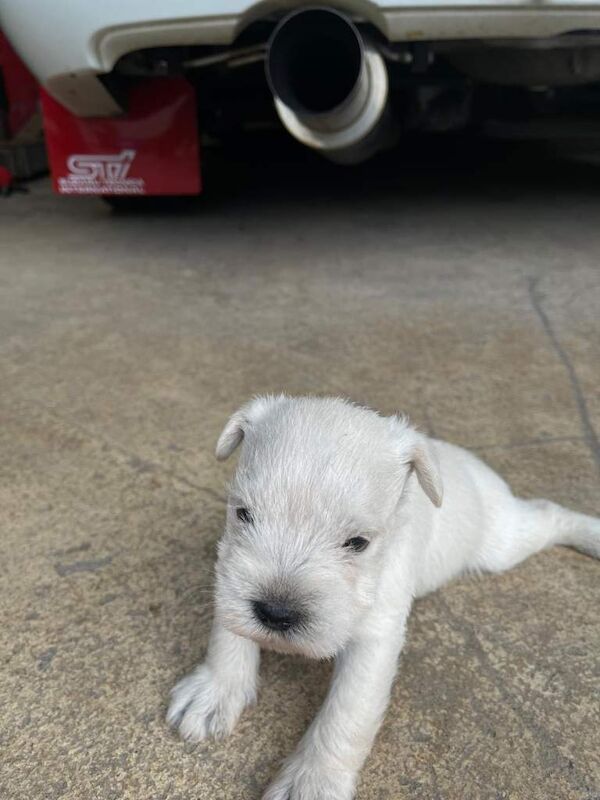 Miniature schnauzer - Image 2 of 4