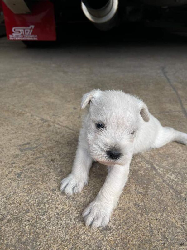 Miniature schnauzer - Image 3 of 4