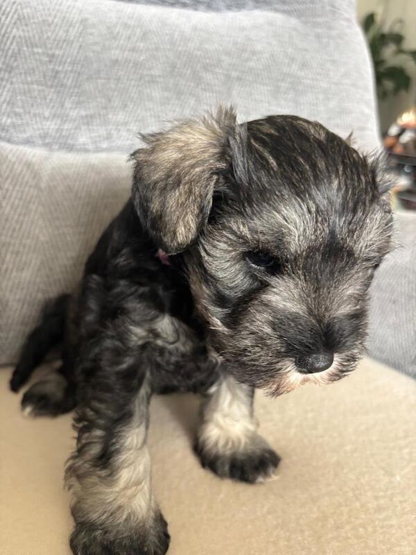 Miniature Schnauzer