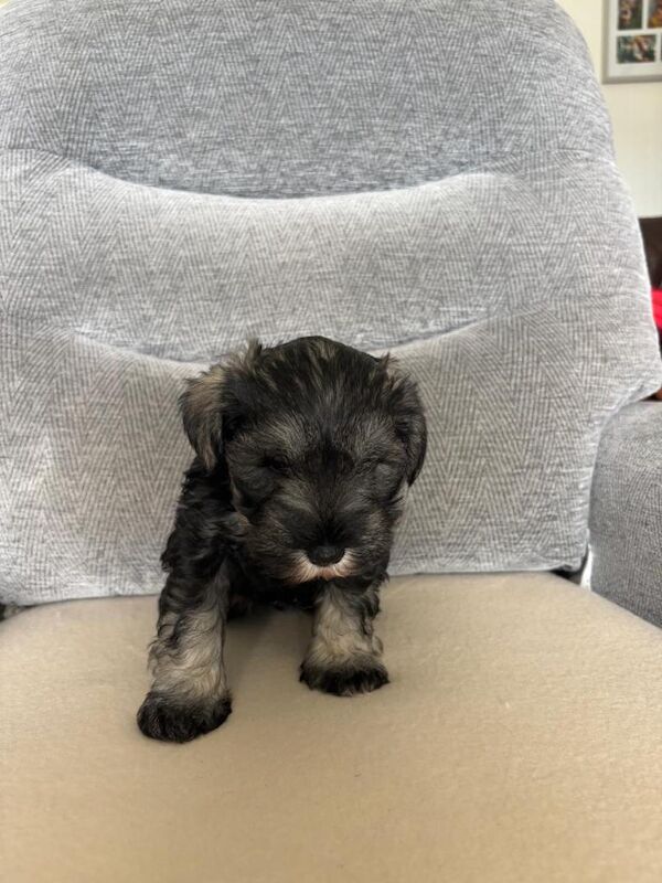 Miniature Schnauzer - Image 2 of 5