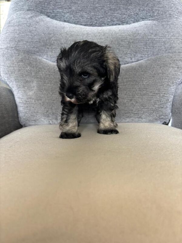 Miniature Schnauzer - Image 3 of 5
