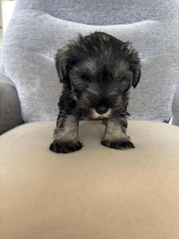 Miniature Schnauzer - Image 4 of 5