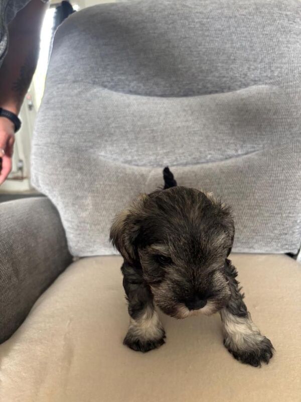 Miniature Schnauzer - Image 5 of 5