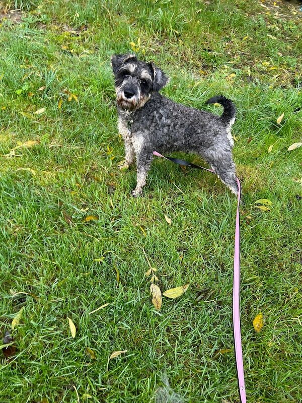 Miniature schnauzer for sale in Coventry, West Midlands