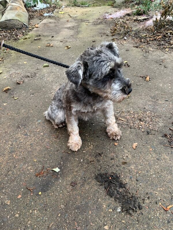 Miniature Schnauzer puppies for sale in Banff, Banffshire – 2 years old
