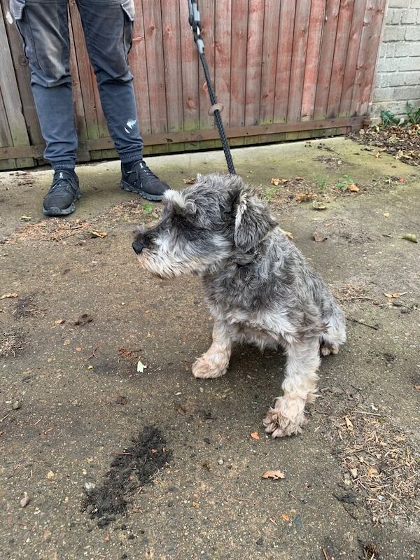 Miniature Schnauzer puppies for sale in Banff, Banffshire – 2 years old - Image 2 of 3