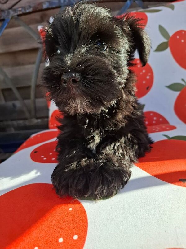 Miniature Schnauzer puppies for sale in Hinckley, Leicestershire – KC registered, 8 weeks old - Image 2 of 3