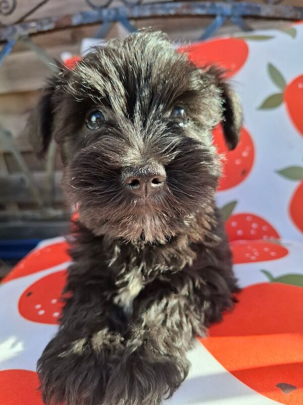 Miniature Schnauzer puppies for sale in Hinckley, Leicestershire – KC registered, 8 weeks old - Image 3 of 3