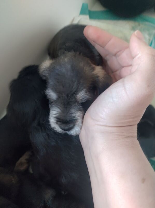 Miniature Schnauzer puppies for sale in Kingston upon Hull, East Riding of Yorkshire – KC registered, 3 weeks old