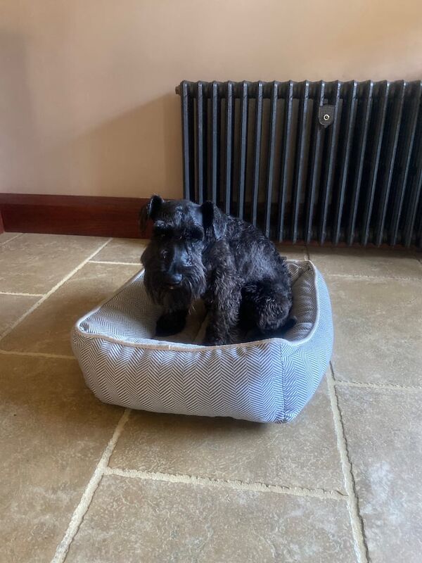 Miniature Schnauzer puppies for sale in Limavady, County Londonderry – 1 year old