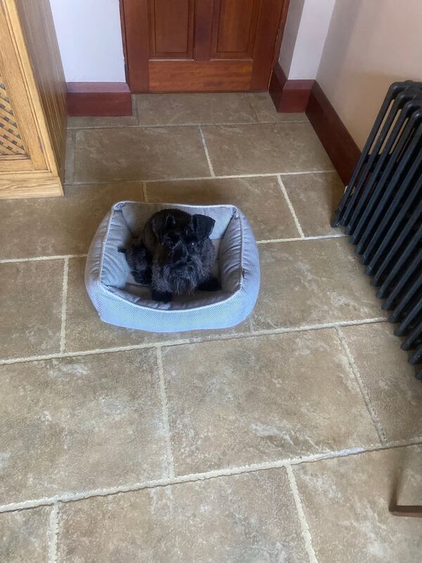 Miniature Schnauzer puppies for sale in Limavady, County Londonderry – 1 year old - Image 2 of 2