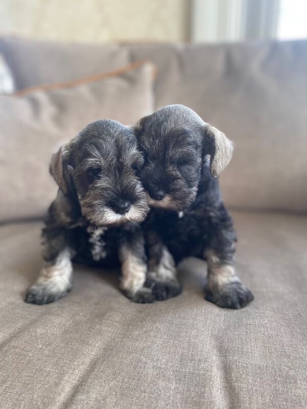 Miniature Schnauzer KC registered - Image 2 of 5