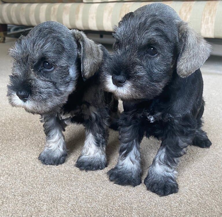 Miniature Schnauzer KC registered - Image 3 of 5