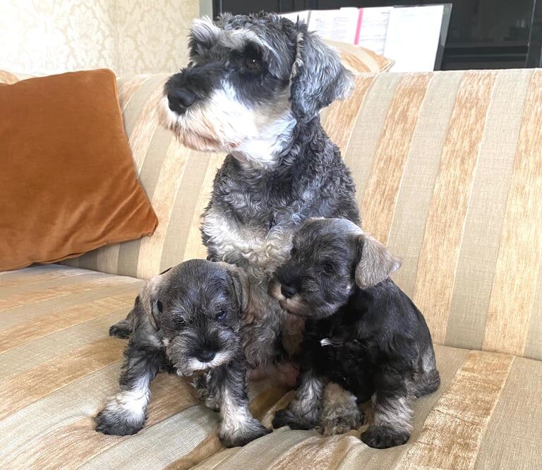 Miniature Schnauzer KC registered - Image 4 of 5