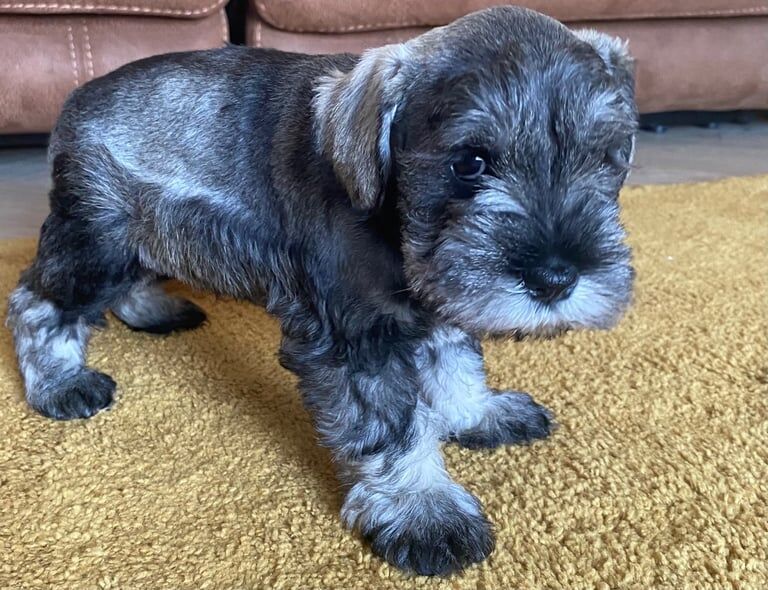 Miniature Schnauzer KC registered - Image 5 of 5