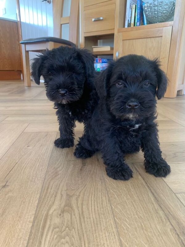 Miniature Schnauzer Pedigree Black puppies