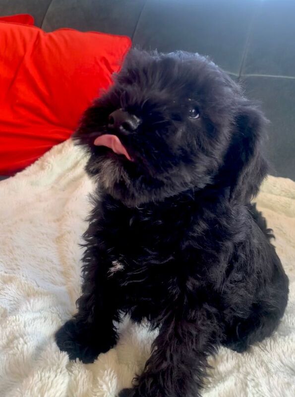 Miniature Schnauzer Pedigree Black puppies - Image 2 of 4