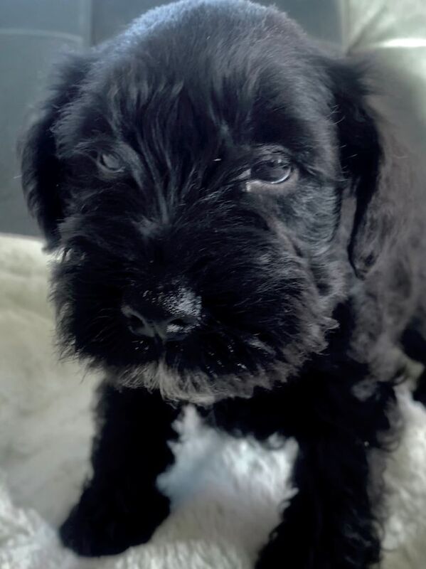 Miniature Schnauzer Pedigree Black puppies - Image 3 of 4